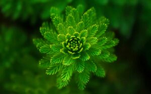 A vibrant green fern captured close-up, showcasing its intricate pattern and fresh growth.