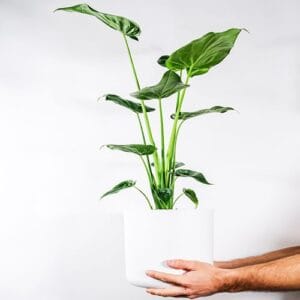 How to Care for Elephant Ear Plant: Complete Guide