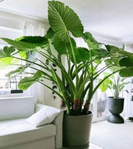 How to Care for Elephant Ear Plant: Complete Guide