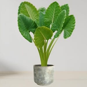 How to Care for Elephant Ear Plant: Complete Guide
