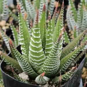 20 Best Succulent Plants for Beginners with Low Maintenance