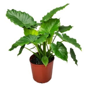 How to Care for Elephant Ear Plant: Complete Guide