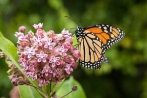 How to Plant and Care for Milkweed | Benefits & Growing Guide