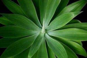 20 Best Succulent Plants for Beginners with Low Maintenance