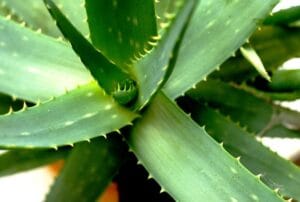 20 Best Succulent Plants for Beginners with Low Maintenance