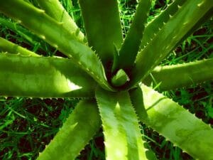 Top 10 Indoor Plant Trends in 2025 You Need to Know
