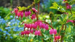 How to Plant, Grow, and Care for Bleeding Hearts