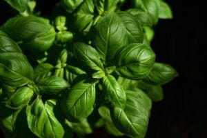12 Ayurvedic Plants You Can Grow at Home for Health and Healing