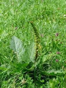 Mullein Plant: Benefits, Care, Growing Tips & Uses