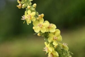 Mullein Plant: Benefits, Care, Growing Tips & Uses