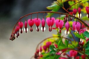 How to Plant, Grow, and Care for Bleeding Hearts