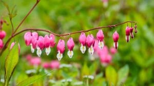 How to Plant, Grow, and Care for Bleeding Hearts