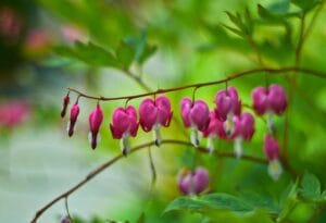 How to Plant, Grow, and Care for Bleeding Hearts