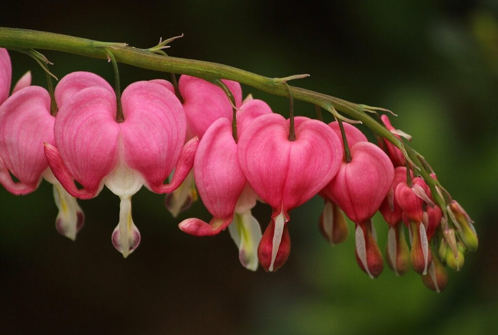 How to Plant, Grow, and Care for Bleeding Hearts