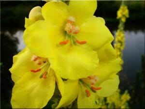 Mullein Plant: Benefits, Care, Growing Tips & Uses