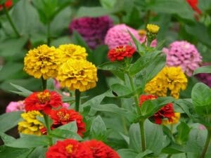 Best Zinnia Companion Plants: Perfect Pairings for a Beautiful & Productive Garden