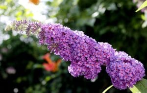 12 Beautiful Plants That Attract Butterflies to Your Garden