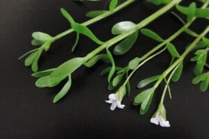 12 Ayurvedic Plants You Can Grow at Home for Health and Healing