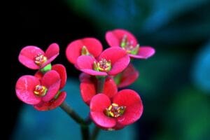 20 Best Succulent Plants for Beginners with Low Maintenance
