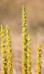 Mullein Plant: Benefits, Care, Growing Tips & Uses