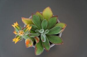 20 Best Succulent Plants for Beginners with Low Maintenance