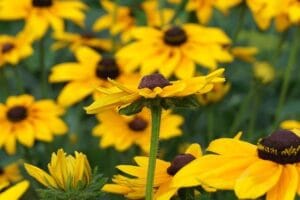 Plants That Attract Butterflies: A Complete Guide for Your Garden