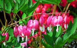 How to Plant, Grow, and Care for Bleeding Hearts