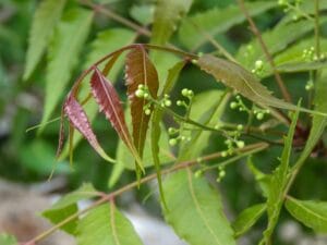 12 Ayurvedic Plants You Can Grow at Home for Health and Healing
