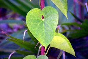 12 Ayurvedic Plants You Can Grow at Home for Health and Healing