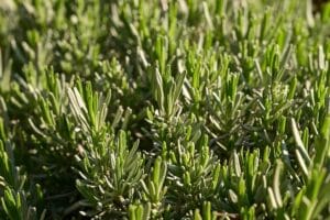 How to Grow Rosemary Plant at Home: A Complete Guide