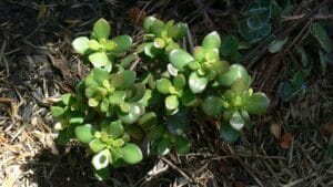 20 Best Succulent Plants for Beginners with Low Maintenance