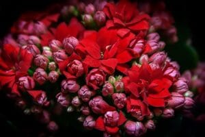 20 Best Succulent Plants for Beginners with Low Maintenance