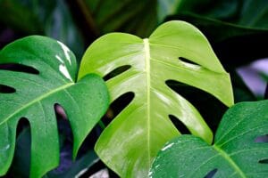 Top 10 Indoor Plant Trends in 2025 You Need to Know