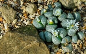 20 Best Succulent Plants for Beginners with Low Maintenance