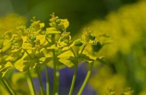 12 Beautiful Plants That Attract Butterflies to Your Garden