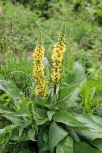 Mullein Plant: Benefits, Care, Growing Tips & Uses