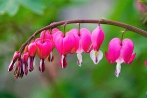 How to Plant, Grow, and Care for Bleeding Hearts