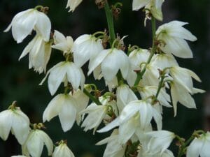 How to Grow and Care for a Yucca Plant at Home