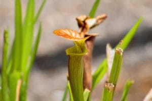 Pitcher Plants: How to Grow Pitcher Plants