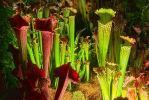 Pitcher Plants: How to Grow Pitcher Plants