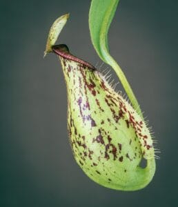Pitcher Plants: How to Grow Pitcher Plants