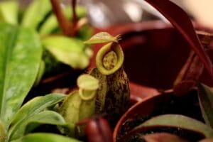Pitcher Plants: How to Grow Pitcher Plants