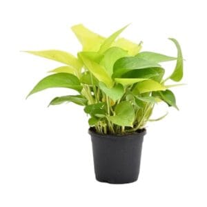 Money Plant Care: Grow Wealth and Greenery in Your Home