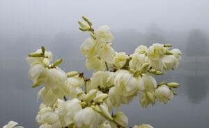 How to Grow and Care for a Yucca Plant at Home