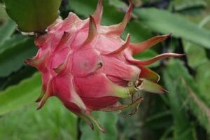 How to Grow Dragon Fruit Plant at Home in Pots, Easy Care Tips: Complete Guide for Beginners