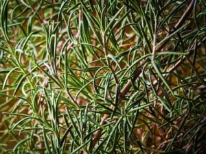 How to Grow Rosemary Plant at Home: A Complete Guide