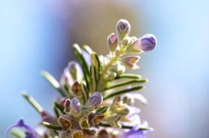 How to Grow Rosemary Plant at Home: A Complete Guide