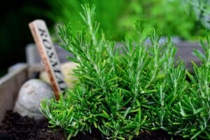 How to Grow Rosemary Plant at Home: A Complete Guide
