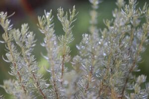 How to Grow Rosemary Plant at Home: A Complete Guide