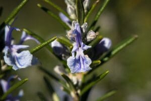 How to Grow Rosemary Plant at Home: A Complete Guide